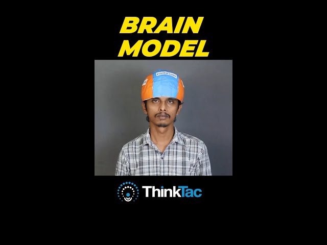 Brain Model | ThinkTac #shorts #youtubeshorts