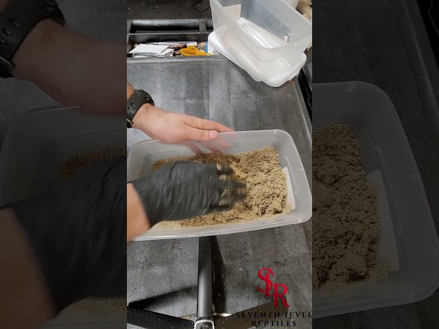 Set Up an Egg Box for Incubating Ball Python Eggs #ballpython #animal #reptiles#snake #shorts