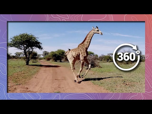 Giraffe Running Past Camera in 360 4K (Wildlife and Nature)