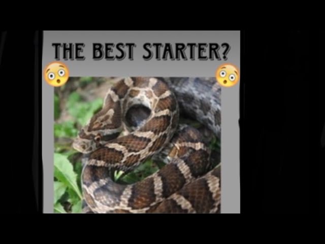 Why i chose a great plains ratsnake and not a ball python or cornsnake!