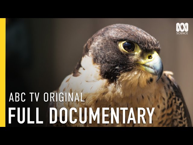 The Secret Lives of Melbourne's City Birds | FULL DOCUMENTARY
