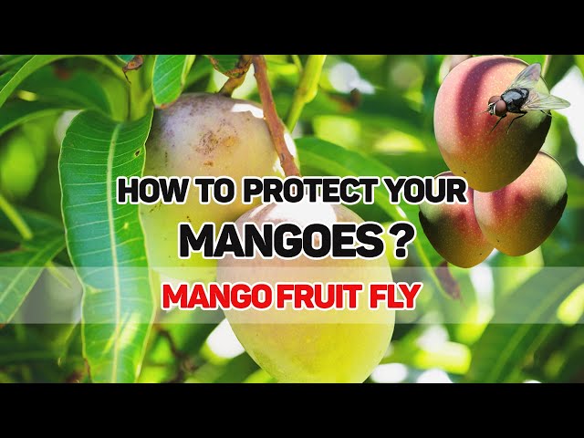 Mango fruit fly | How to prevent insects scientifically