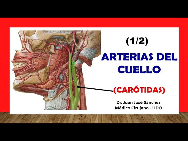 🥇 CAROTID ARTERY AND ITS BRANCHES, Easy and Simple!