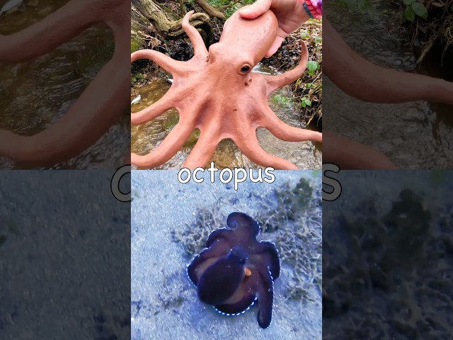 Learn at the Double Waterfall | Sea Animal Names for Kids: Octopus Crab Lion Fish Pufferfish Turtle