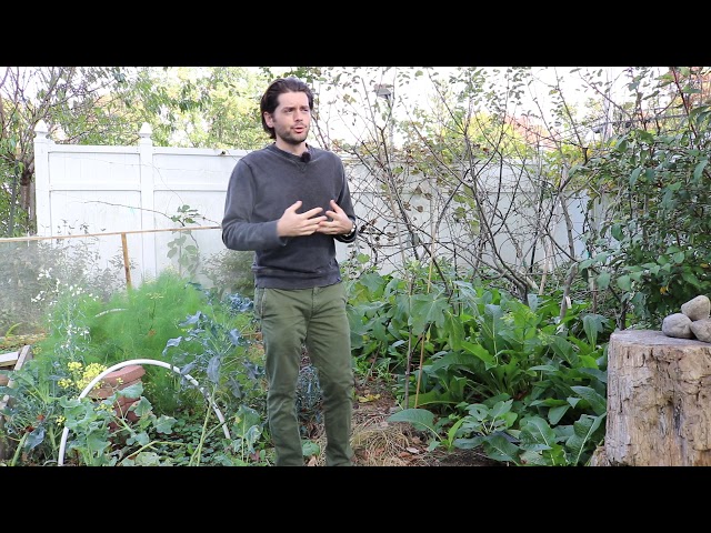 When is the Best Time to Plant a Fig Tree?