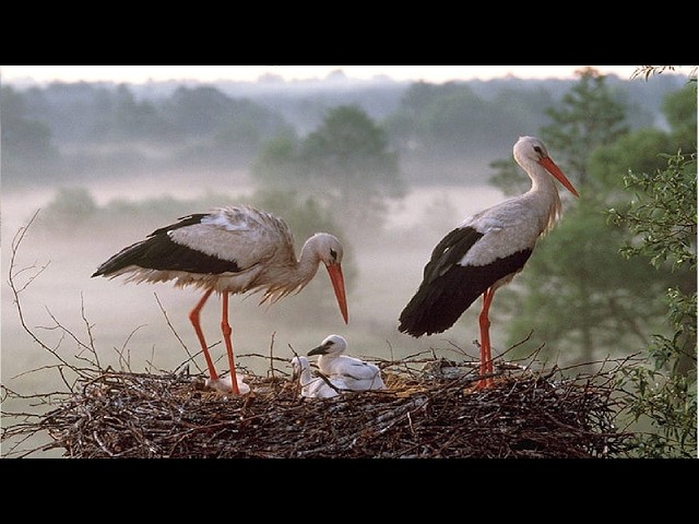 Storks Nesting Nature Live - Cuib Barza Alba Natura Vie