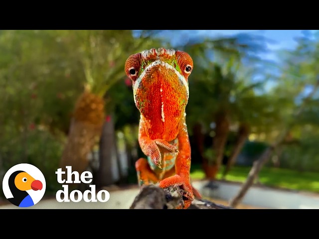 Rescued Chameleon Gets Attached To Work-From-Home Dad | The Dodo