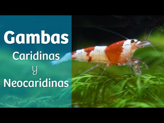 Shrimp · Tips for your shrimp tank 🦐