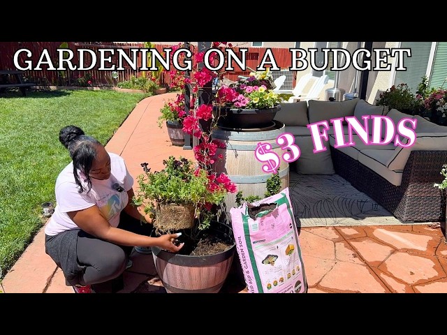 Planting $3 Clearance Plants in my Patio Garden | Budget Backyard Makeover