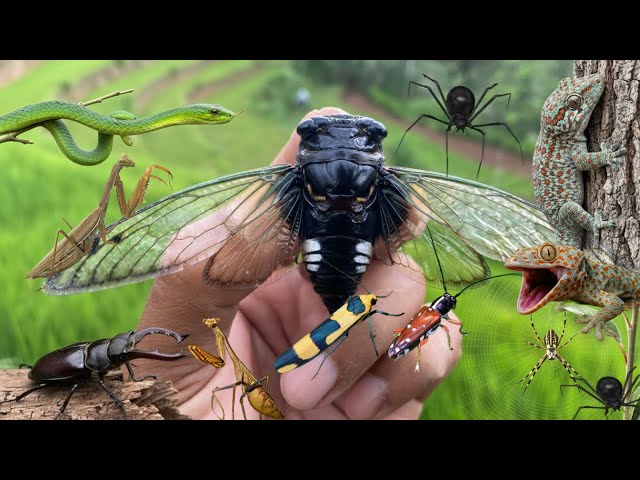 catch the most unique insects around us