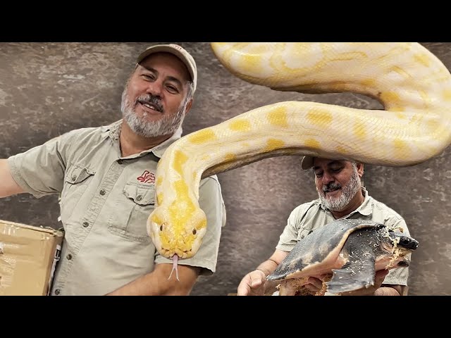 UNBOXING A RARE BURMESE PYTHON🤩