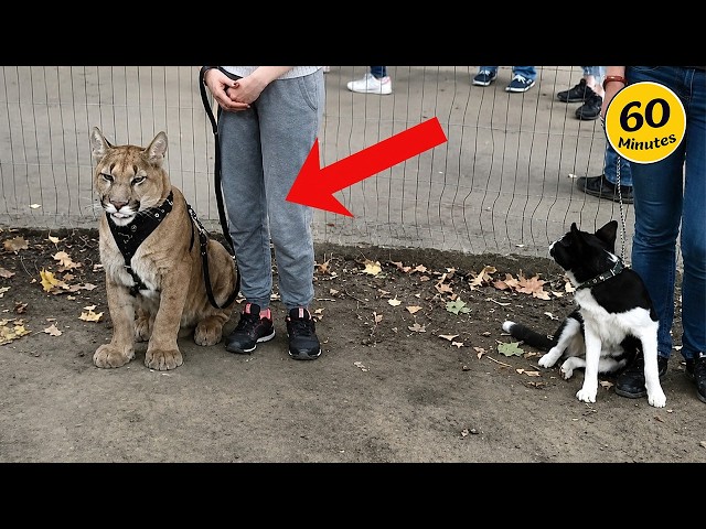 The Funniest Animal Videos of 2026 You'll Ever See! 🤣