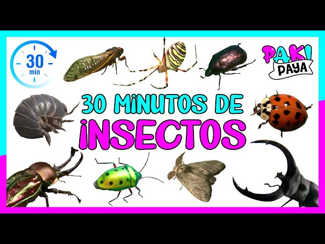 ¡LOS INSECTOS Y BICHOS! 🐛 INSECTS 🐝 (30 MINUTOS)