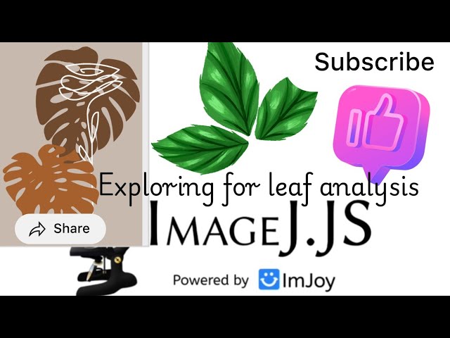 Leaf area analysis by using image J software 