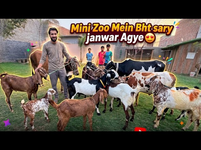 Mini Zoo Main Itny Zayda Janwar Kahan Sy Agye?😱 Bail Lar Pry😰