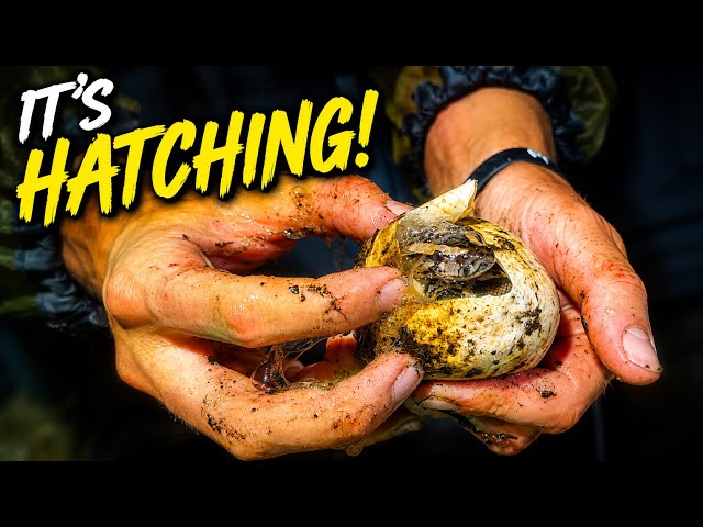 We found a PYTHON NEST (never been filmed before!?)