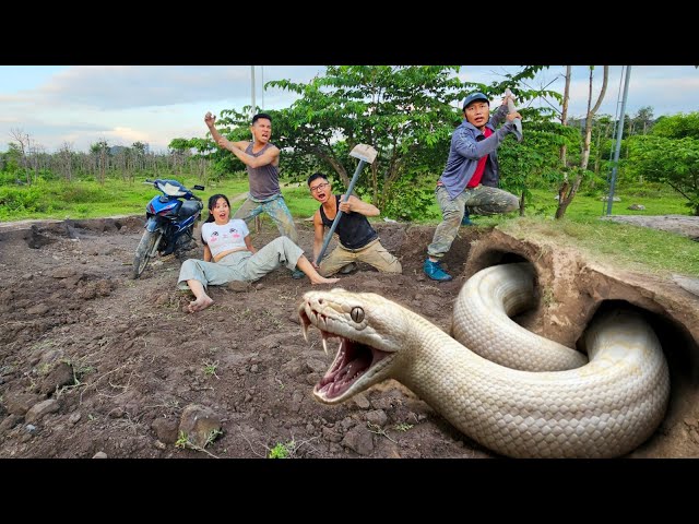 Expert Bravely Digs Up and Captures a Nest of Giant White Pythons