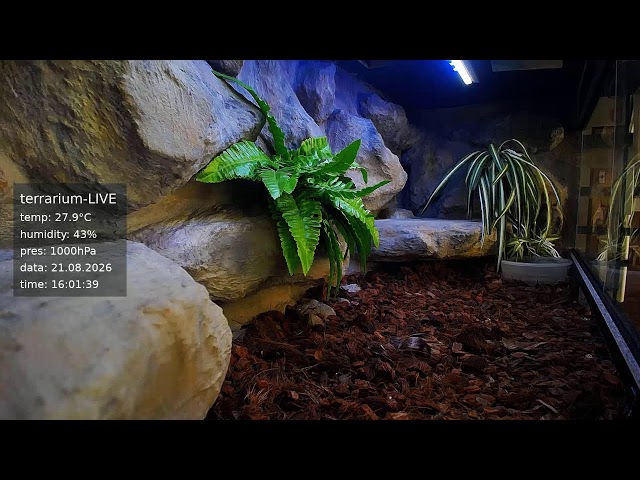 terrarium-LIVE 🔴 21/08/2026 🐍 Ball Python Regius Snake