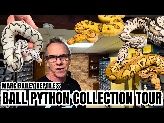 DG Axanthic v.s. True Ghost Ball Python SHOWDOWN With Marc Bailey Reptiles