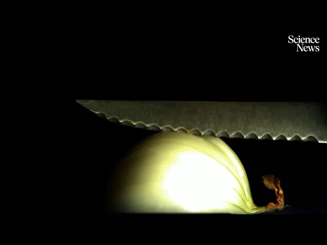 How do you cut onions without crying? | Science News