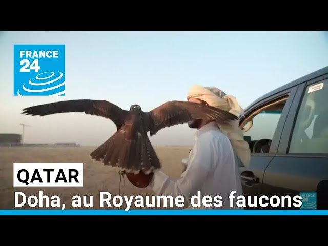 Qatar: Doha, in the Kingdom of the Falcons, the country's true heritage • FRANCE 24