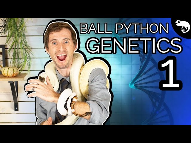 Ball Python Genetics 1: Diploid, Haploid, Homozygous, and Heterozygous