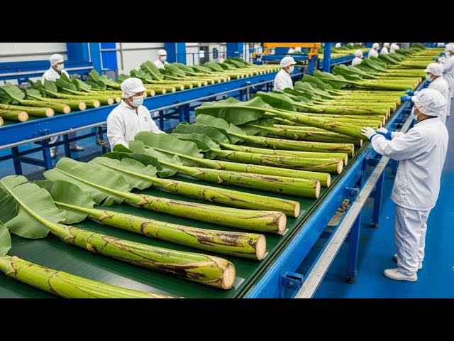 Inside a High-Tech Banana Stem Factory You’ve Never Seen Before