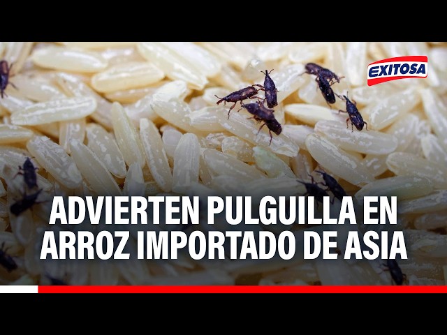 🔴🔵 Rice producers warn that imported grain from Asia is contaminated with flea beetles