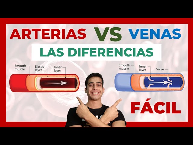 ❌ DIFFERENCE between ARTERIES AND VEINS in the human body (EASY)