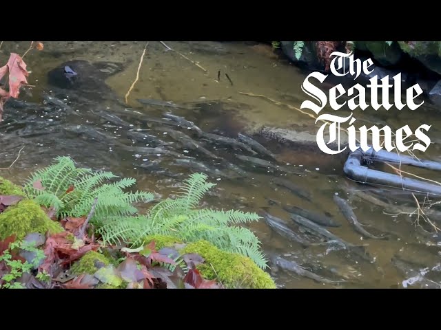 Chum salmon return to Seattle's Carkeek Park in record numbers