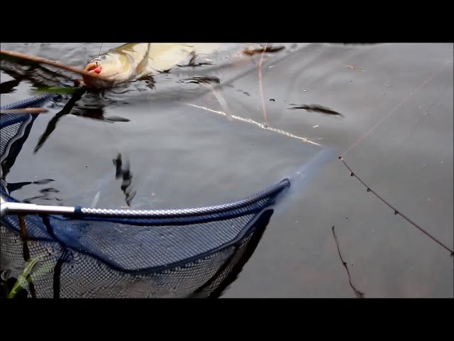 Method feeder bite indication
