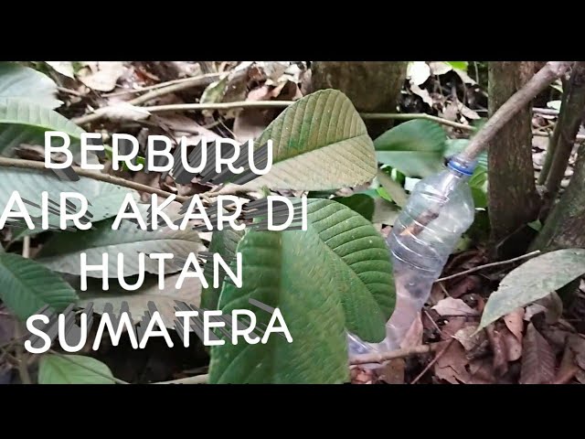 CARI AIR AKAR SIPIT DI HUTAN SUMATRA