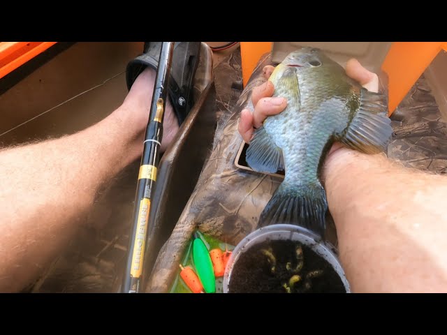 WOW!!! Catching Giant Shellcracker and Bream on the Little Pee Dee River