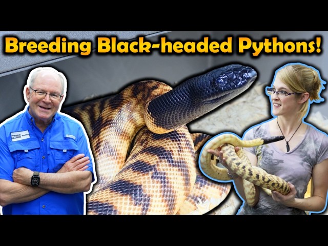 How to Breed Black-Headed Pythons! (with Split Rock Reptiles)
