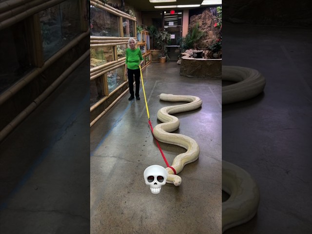 snake can't be scary ☠️