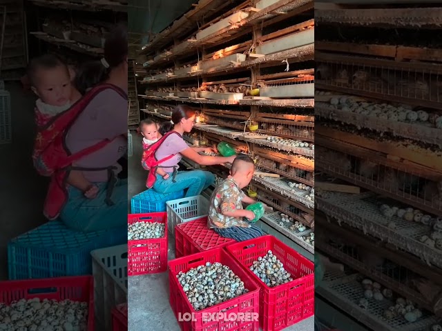Quail (காடை) Egg Farming: A Profitable Venture 🥚🫣 © @c_wondersoffarming  #shorts