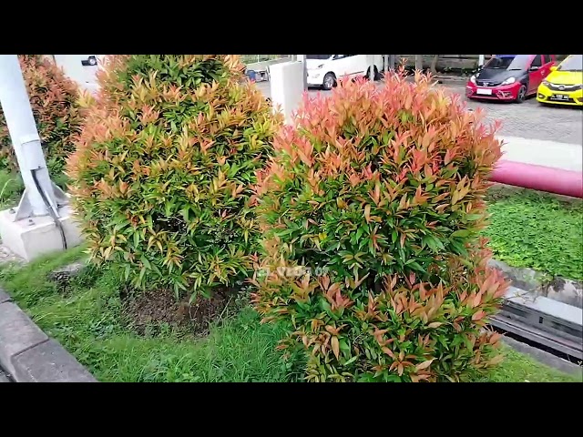 virall era 90an Selalu Untuk Selamanya-Fatur(Official music studio)