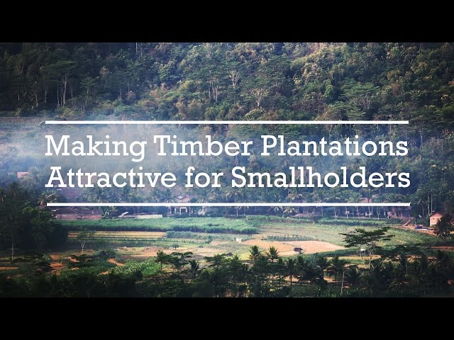Making Timber Plantations Attractive for Smallholders