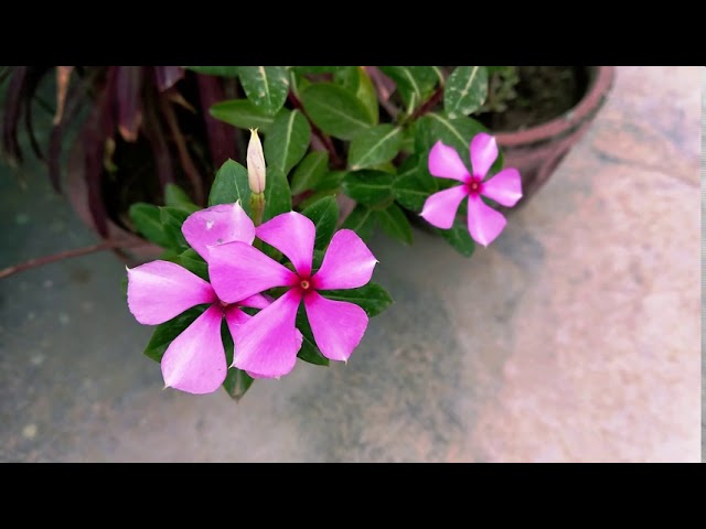 Free Footage Video Before After Rain