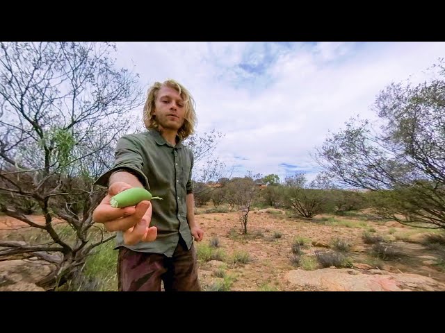 Crunchy Bush Banana Vine (360° VR Wild Food foraging)