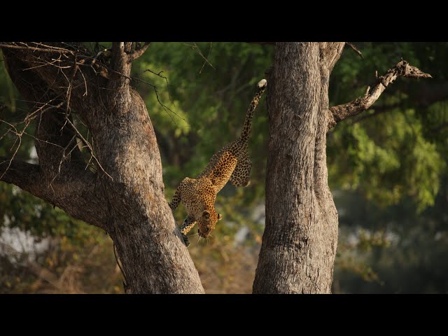 Leopard Risks Death For Dinner | Planet Earth III | BBC Earth