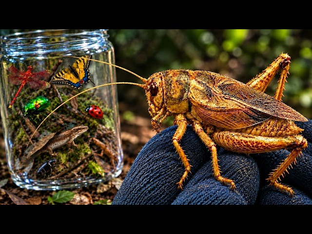 I Went Bug Hunting in My Backyard and Caught 11 Different Creatures