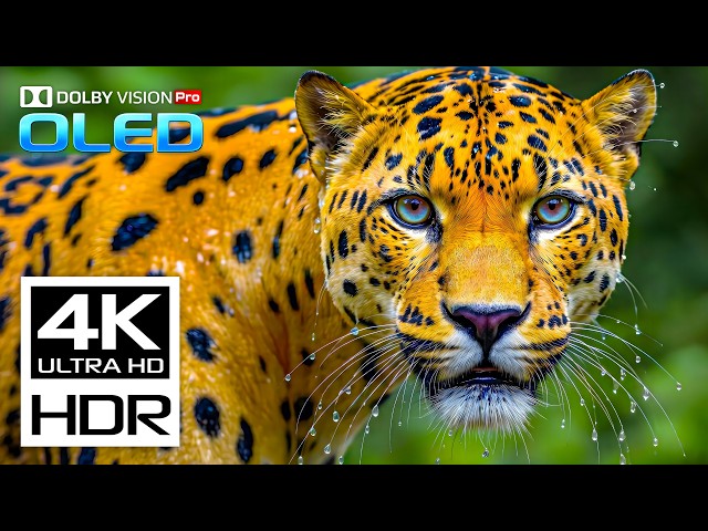 Hard to Believe Wild Animals Dolby Vision HDR 4K Video 120 FPS | 8K TV Ultra HD OLED Test