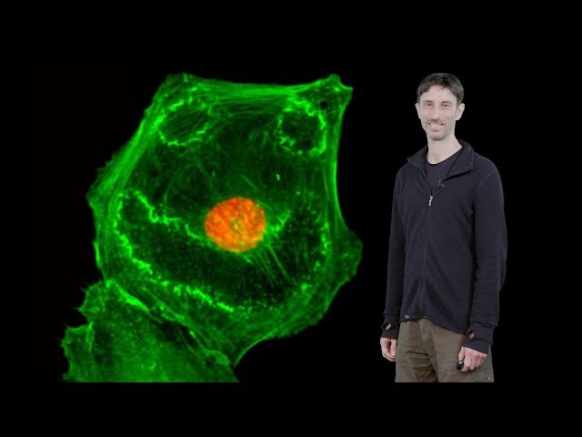Bioimage Analysis - Christian Tischer (EMBL)