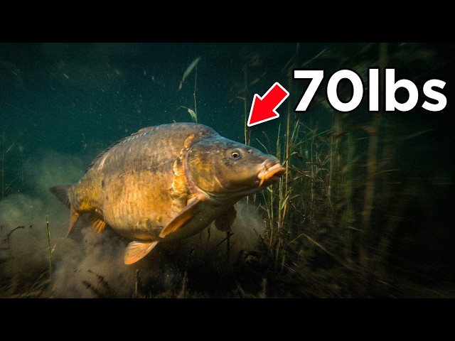 Fishing for the Most Controversial Carp in the UK..