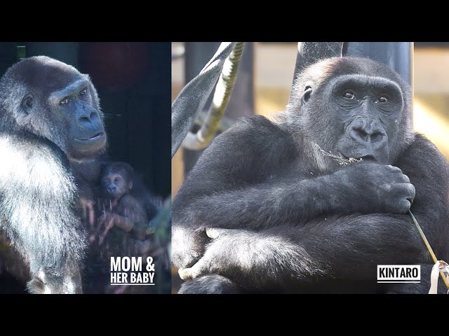 Mom Gorilla checks on her son who dashed outside alone | GENKI & KINTARO
