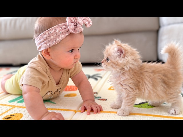Tiny Kitten Wants to Be Friends With the Baby