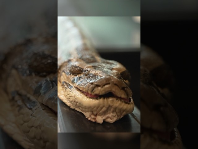 19 feet! Longest Burmese python ever captured in Florida