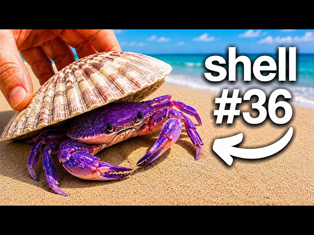 I Flipped 100 SeaShells Here's What I Found...