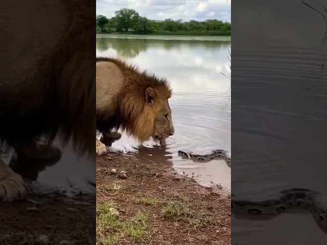 Giant Python vs Lion — Caught on Camera 😱 part 07 #Shorts #Python #Lion #Wildlife #CaughtOnCamera